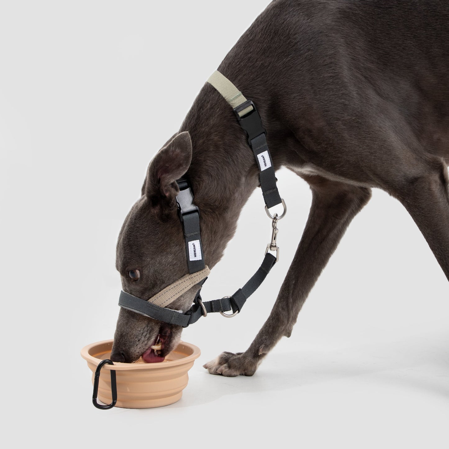 Valley Series Anti-Pulling Dog Muzzle [Buckwheat Grey]