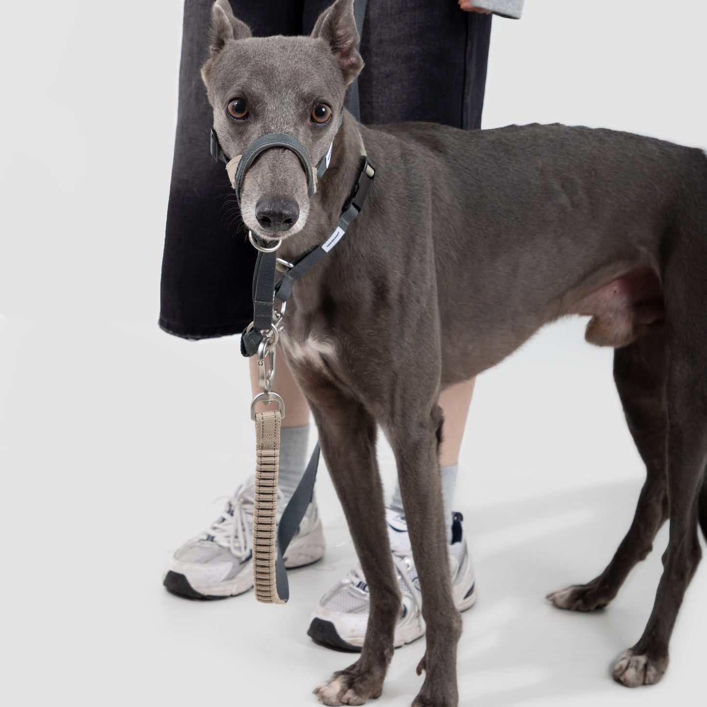 Valley Series Anti-Pulling Dog Muzzle [Buckwheat Grey]