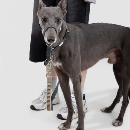 Valley Series Anti-Pulling Dog Muzzle [Buckwheat Grey]