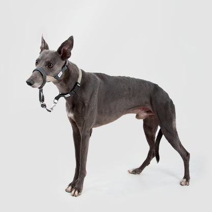 Valley Series Anti-Pulling Dog Muzzle [Buckwheat Grey]