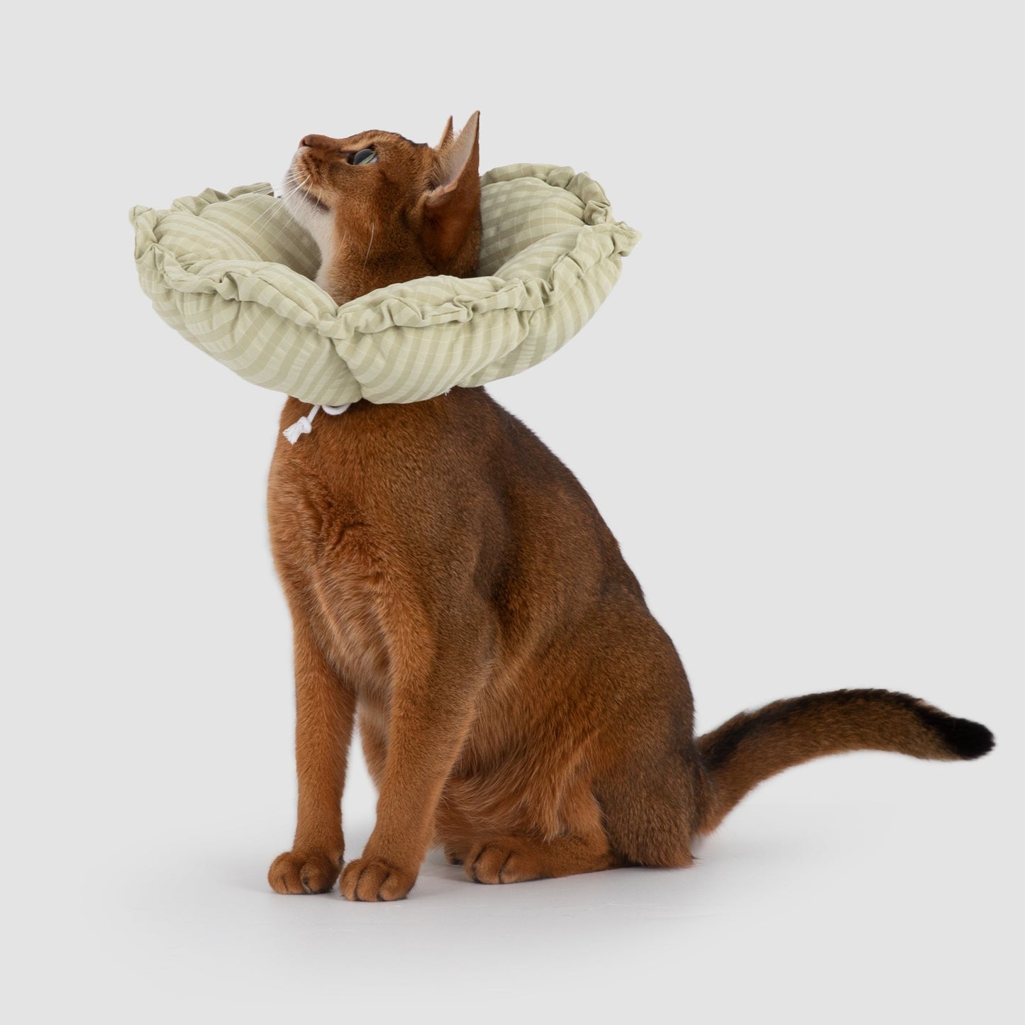 Flower Shaped Elizabeth Collar for Dog & Cat [Lime Green - New]