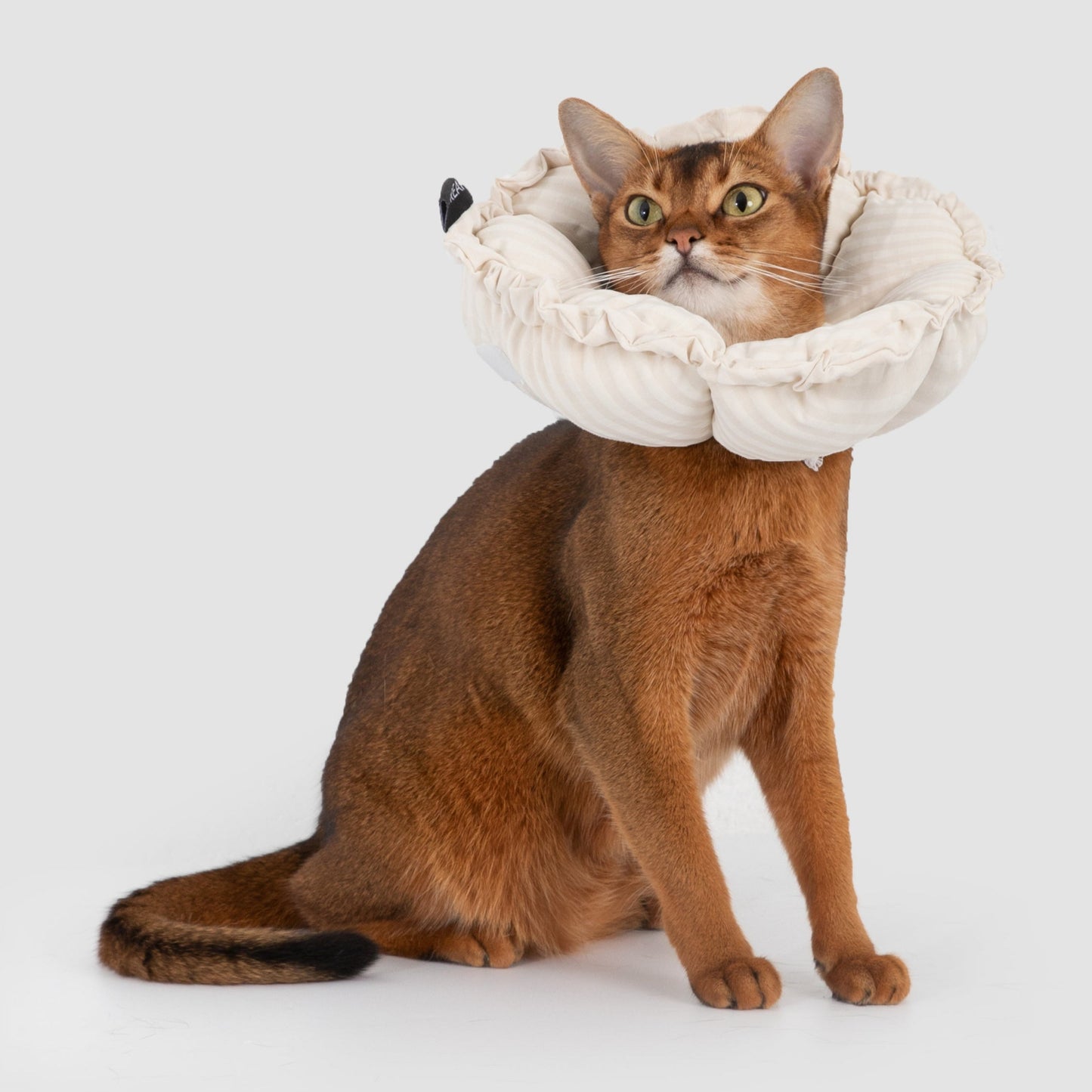 Flower Shaped Elizabeth Collar for Dog & Cat [Egg White - New]