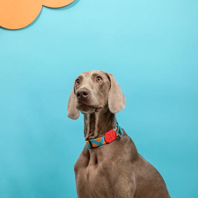 Colorful Pro Series Half P-chain Training Collar [Sunrise]