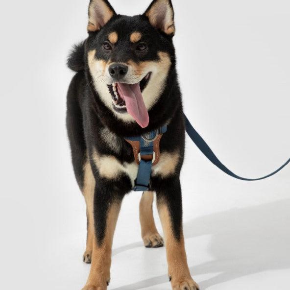 BOBO Series Leather I-shape Dog Harness [Cloud Mountain Blue]