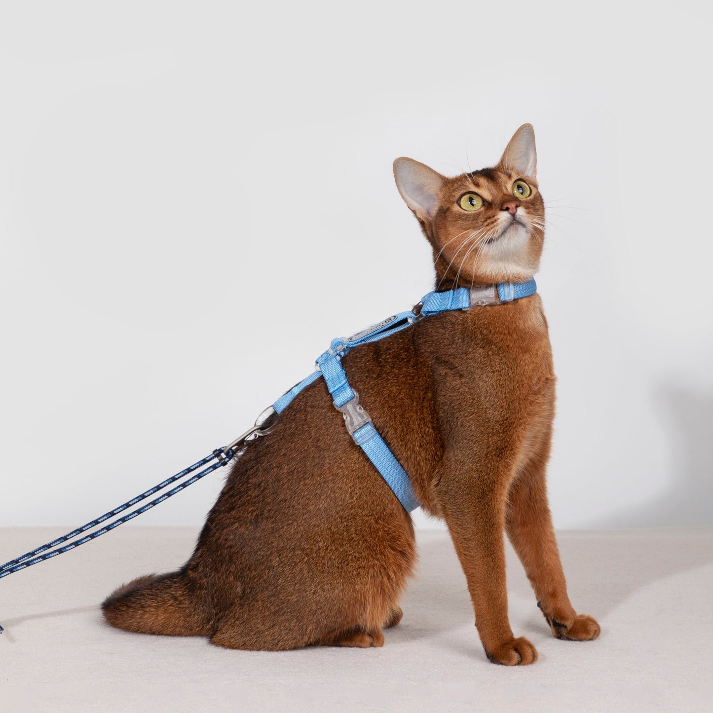 BOBO Series Freedom Exploration Cat H-Shape Harness and Leash Set [Iris Blue]