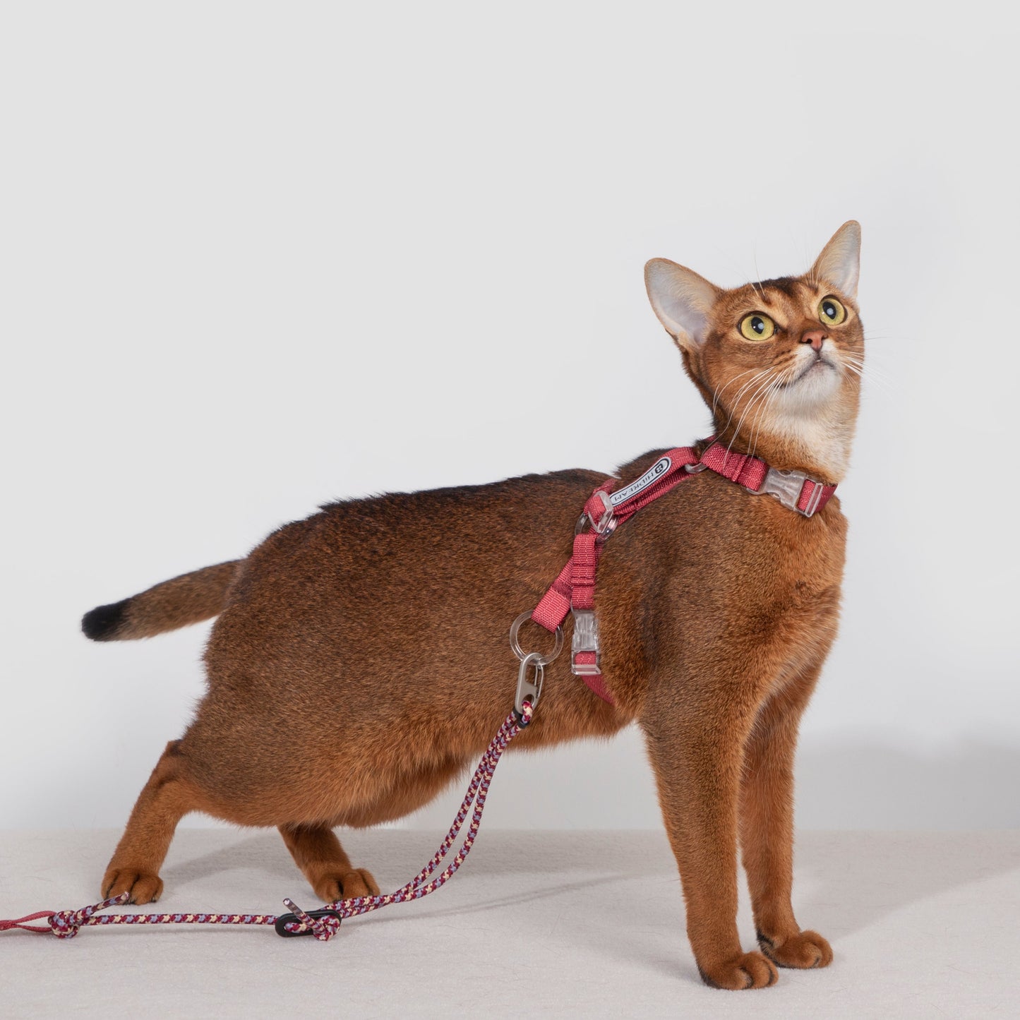 BOBO Series Freedom Exploration Cat H-Shape Harness and Leash Set [Cowpea Red]