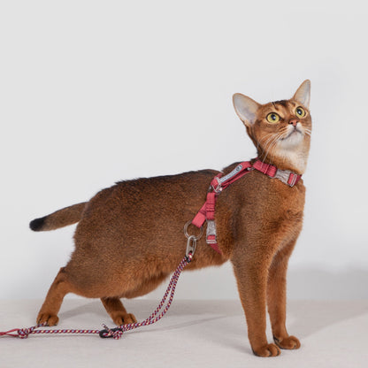 BOBO Series Freedom Exploration Cat H-Shape Harness and Leash Set [Cowpea Red]