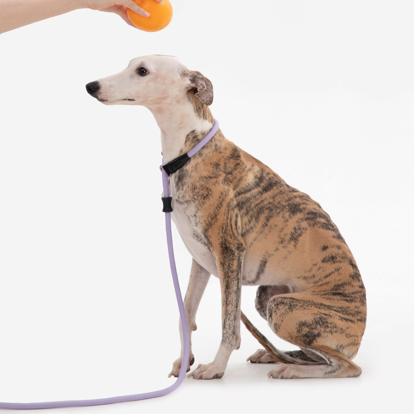 BOBO Series Leather Handle Integrated One Piece Dog Training P Rope [Bellflower Purple]