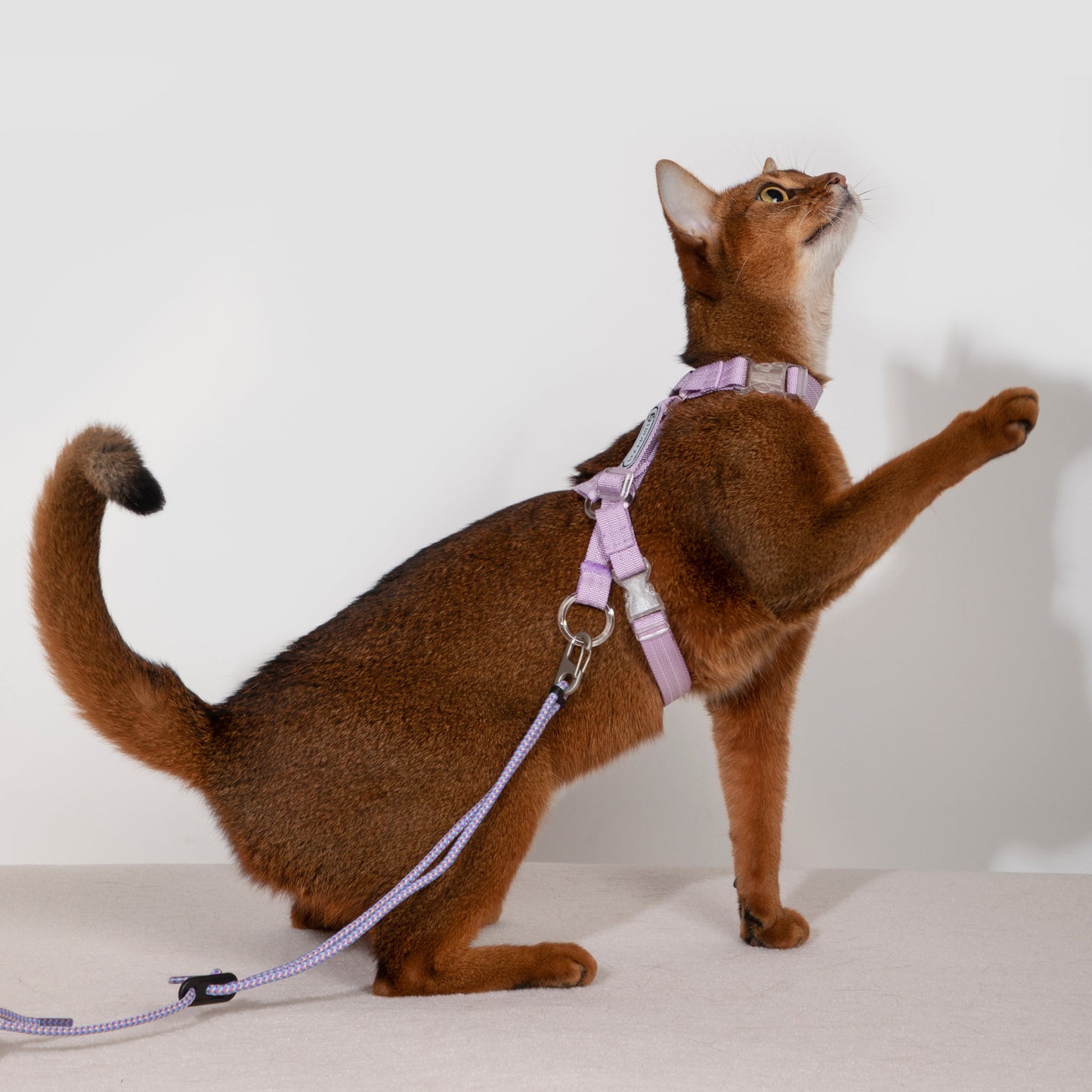 BOBO Series Freedom Exploration Cat H-Shape Harness and Leash Set [Bellflower Purple]
