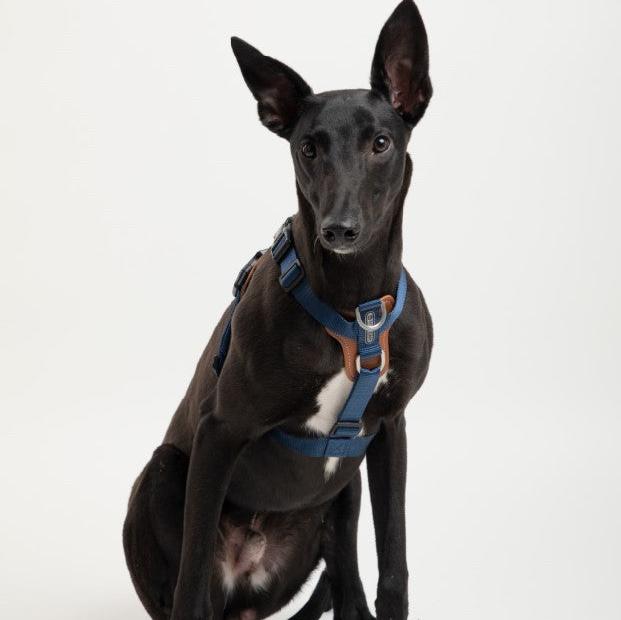 BOBO Series Leather I-shape Dog Harness [Cloud Mountain Blue]