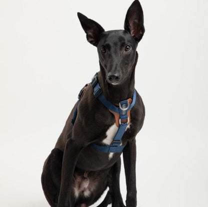 BOBO Series Leather I-shape Dog Harness [Cloud Mountain Blue]