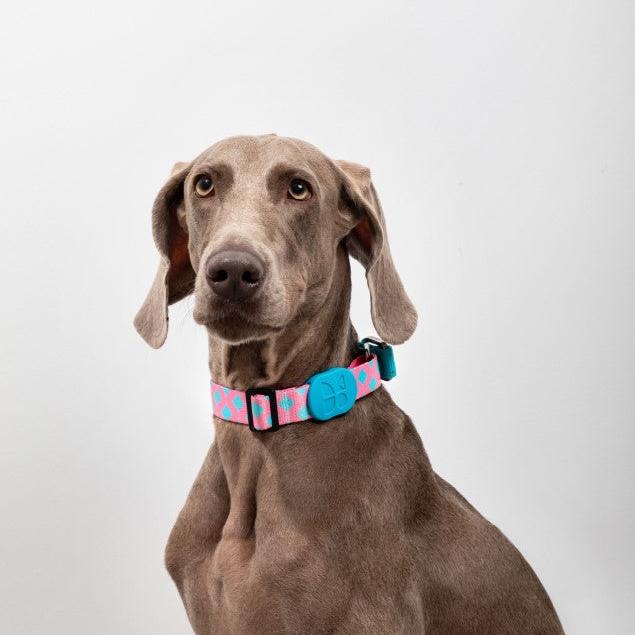 Colorful Pro Series Half P-chain Training Collar [Bobby]
