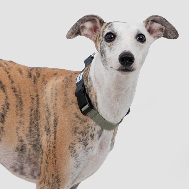 Valley Series Dog Half P-chain Training Collar [Olive Grey]