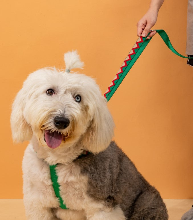 Rainbow Series Hands-Free Multi-Functional Dog Leash [Green]