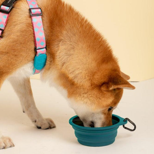 Collapsible Dog & Cat Travel Bowl with Carabiner [Navy Blue]