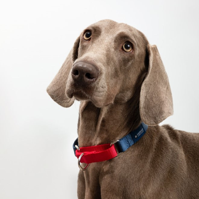 Rainbow Series Color-Blocking Cushioned Collar [Navy Blue & Red]