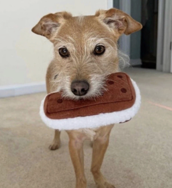 🍦Ice Cream Sandwich Squeak Toy