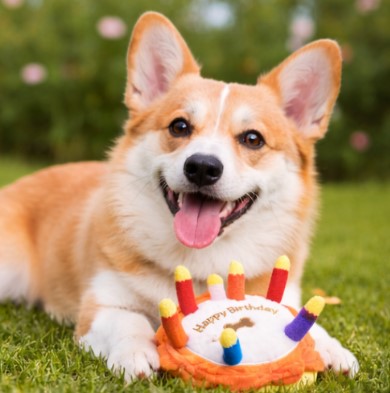 🎂Barkday Cake Squeaky Plush Dog Toy