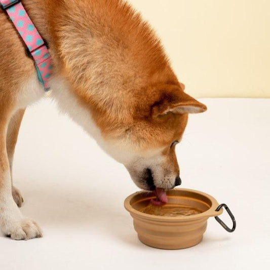 Collapsible Dog & Cat Travel Bowl with Carabiner [Khaki]