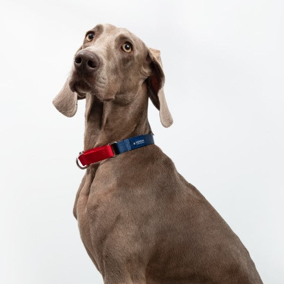 Rainbow Series Color-Blocking Cushioned Collar [Navy Blue & Red]