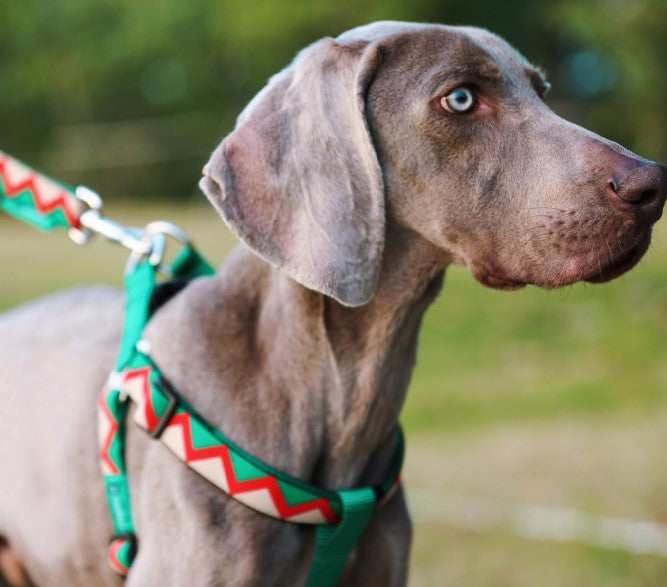 Rainbow Series Y-Shaped Dog Harness [Green]