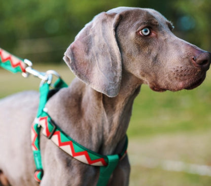 Rainbow Series Y-Shaped Dog Harness [Green]