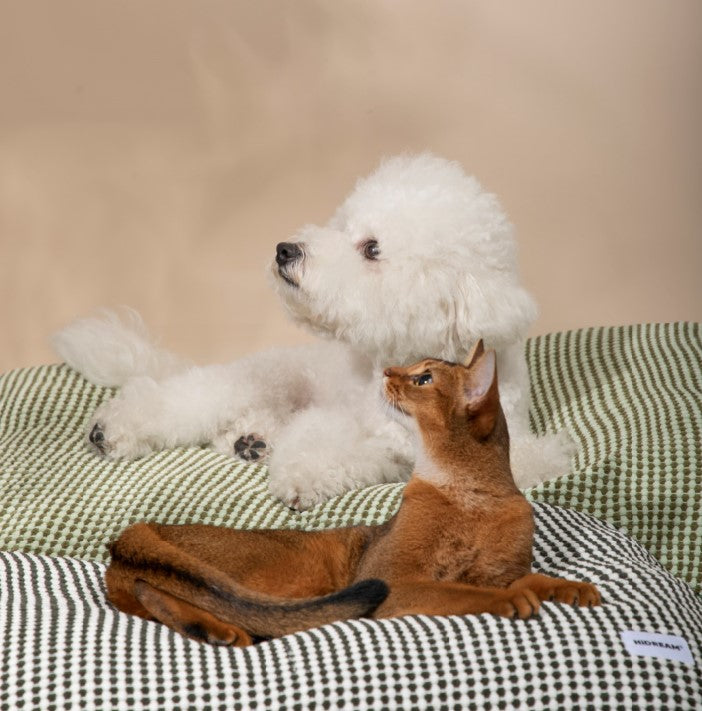 Premium Soft Pet Bed Mat [Star Gray Rock]