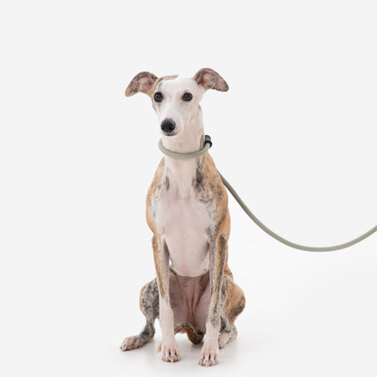 BOBO Series Leather Handle Integrated One Piece Dog Training P Rope [Seagull Gray]