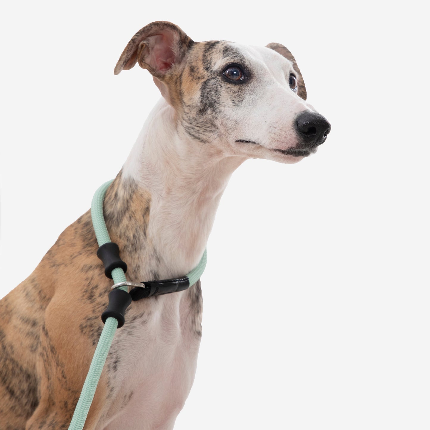 BOBO Series Leather Handle Integrated One Piece Dog Training P Rope [Spruce Green]