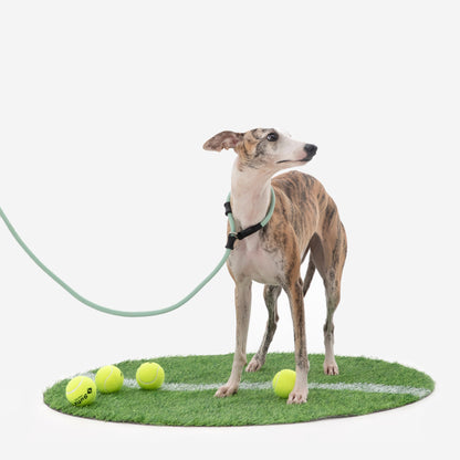 BOBO Series Leather Handle Integrated One Piece Dog Training P Rope [Spruce Green]
