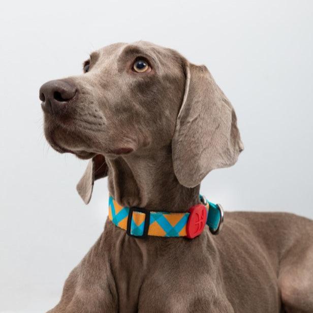 Colorful Pro Series Half P-chain Training Collar [Sunrise]