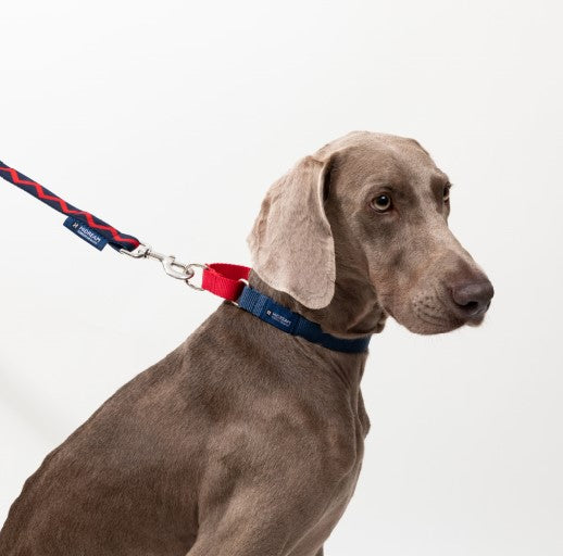 Rainbow Series Color-Blocking Cushioned Collar [Navy Blue & Red]