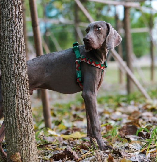 Rainbow Series Y-Shaped Dog Harness [Green]