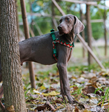 Rainbow Series Y-Shaped Dog Harness [Green]
