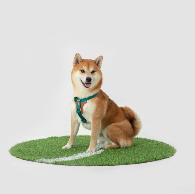 BOBO Series Leather I-shape Dog Harness [Aden Green]