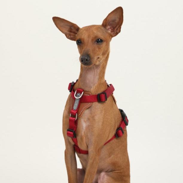 BOBO Series Leather I-shape Dog Harness [Cardamom Red]