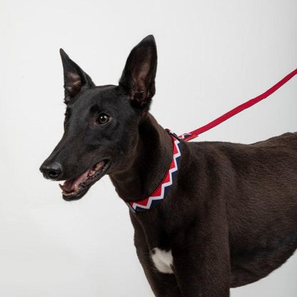 Rainbow Series Adjustable Dog Collar [Red]
