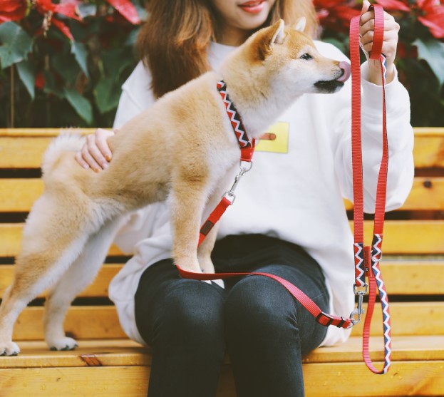 Rainbow Series Y-Shaped Dog Harness [Red]