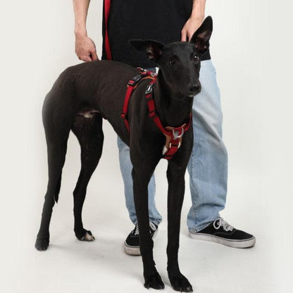BOBO Series Leather I-shape Dog Harness [Cardamom Red]