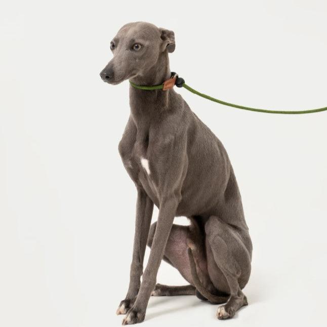 BOBO Series Leather Handle Integrated One Piece Dog Training P Rope [Moss Green]