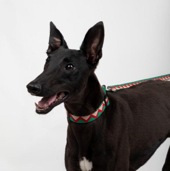 Rainbow Series Adjustable Dog Collar [Green]