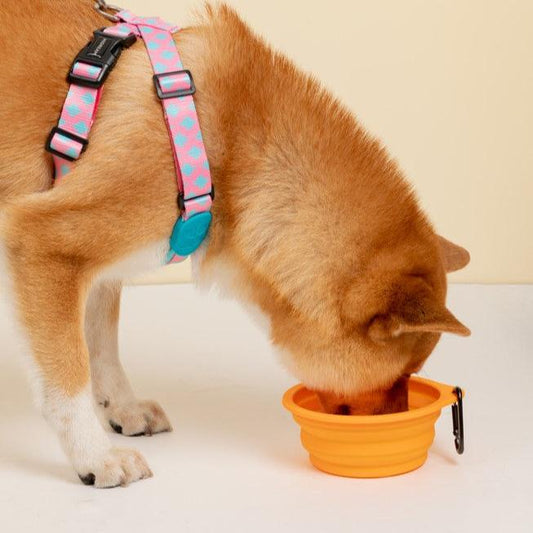Collapsible Dog & Cat Travel Bowl with Carabiner [Honey Orange]