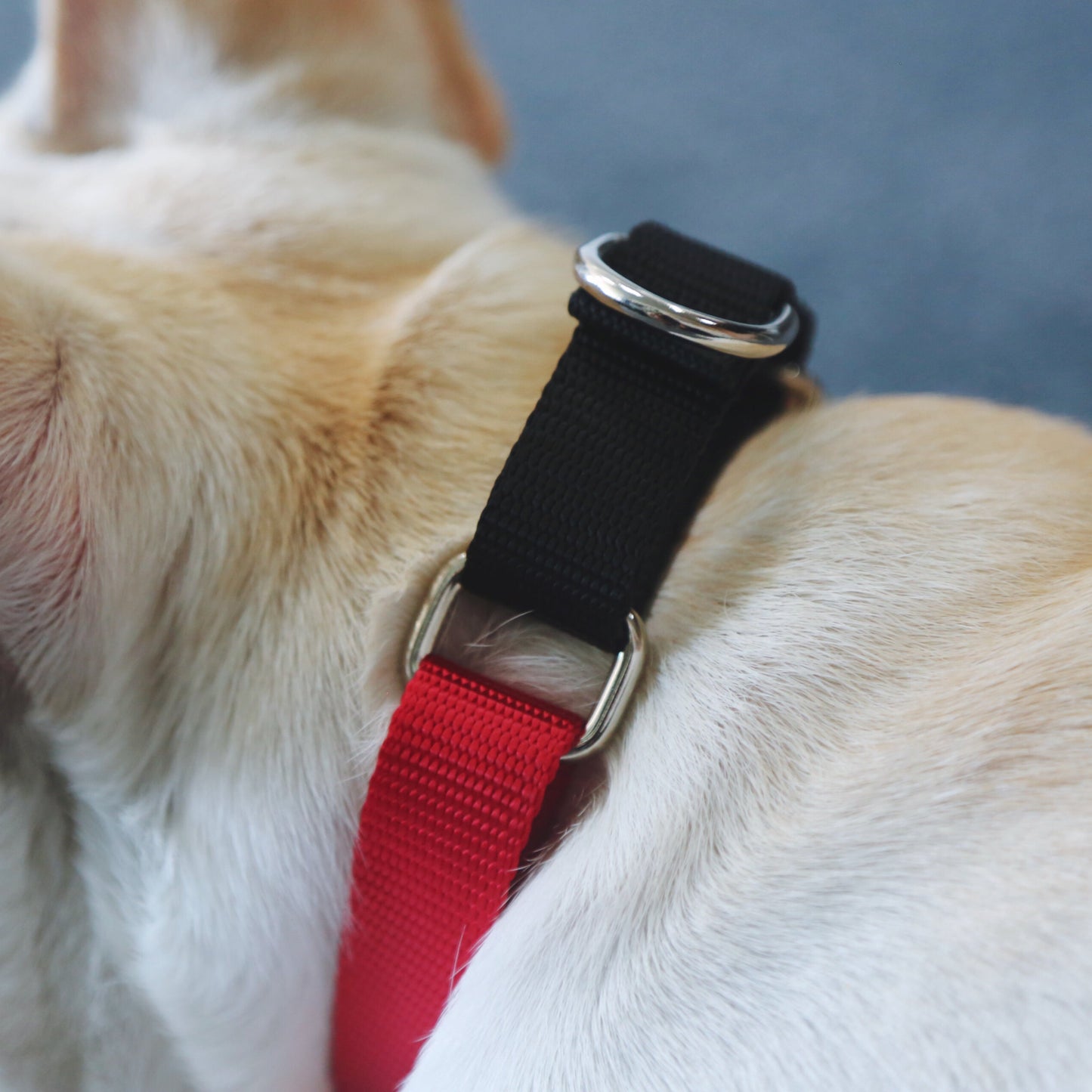 Rainbow Series Color-Blocking Cushioned Collar [Red & Black]