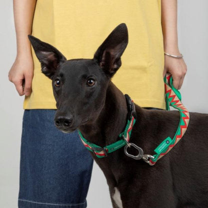 Rainbow Series Adjustable Dog Collar [Green]
