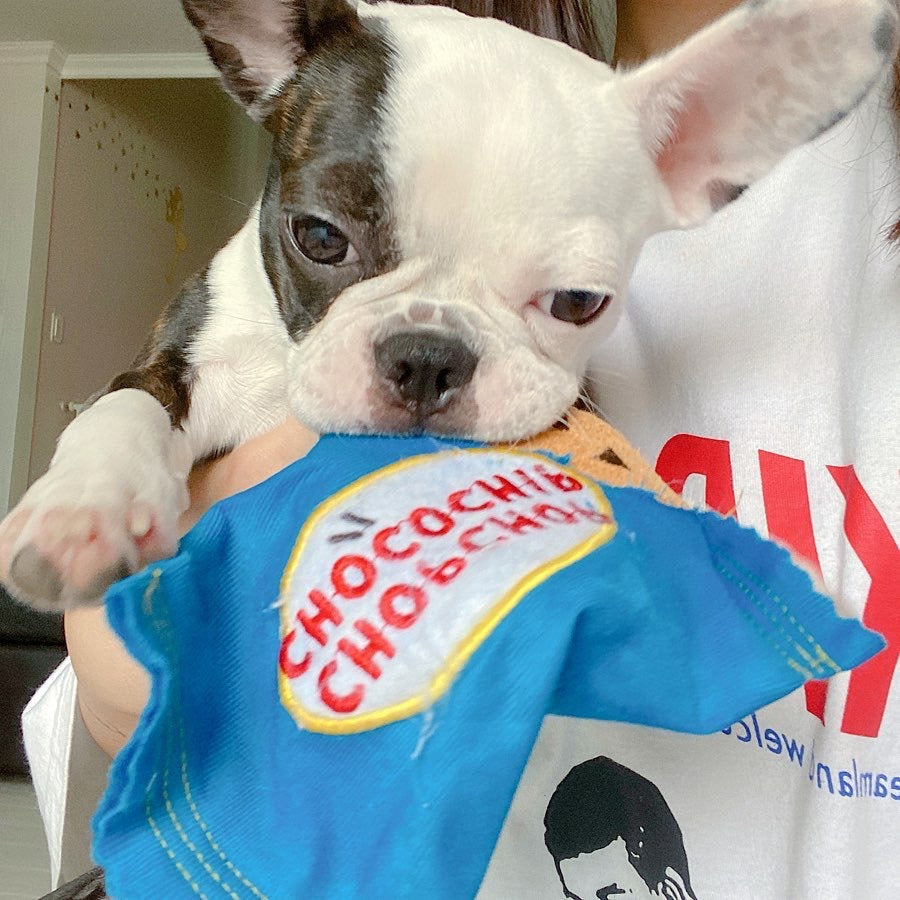 A dog holding a blue cookie-shaped toy in its mouth.