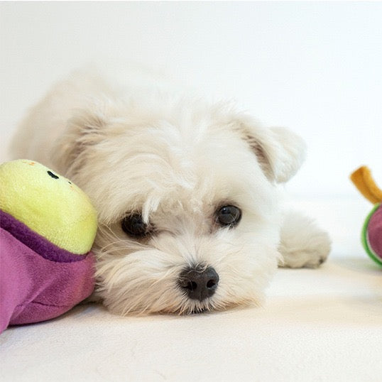 🍇Grape Squeaky Nosework Dog Toy