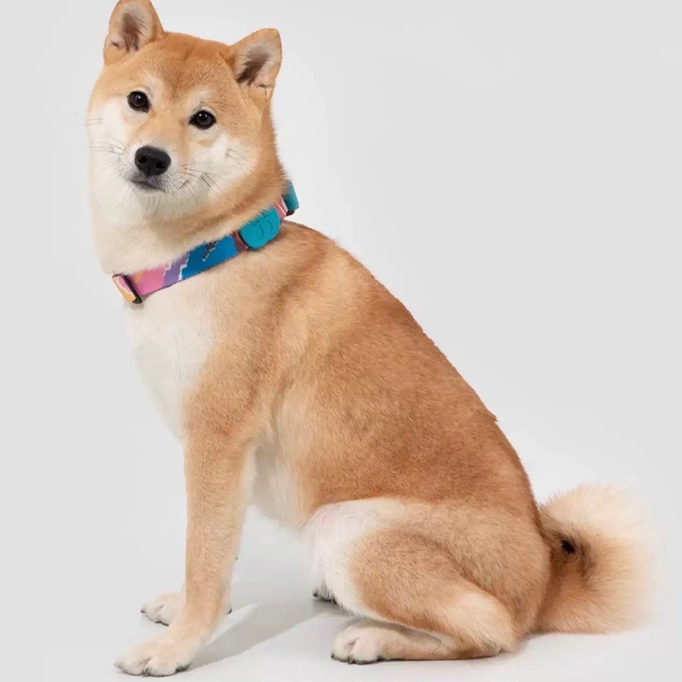 Colorful Pro Series Half P-chain Training Collar [Mountain and River Impressions]