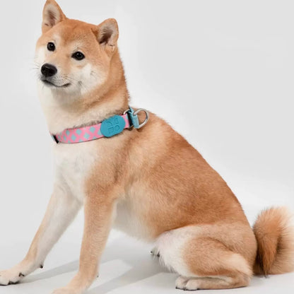 Colorful Pro Series Half P-chain Training Collar [Bobby]