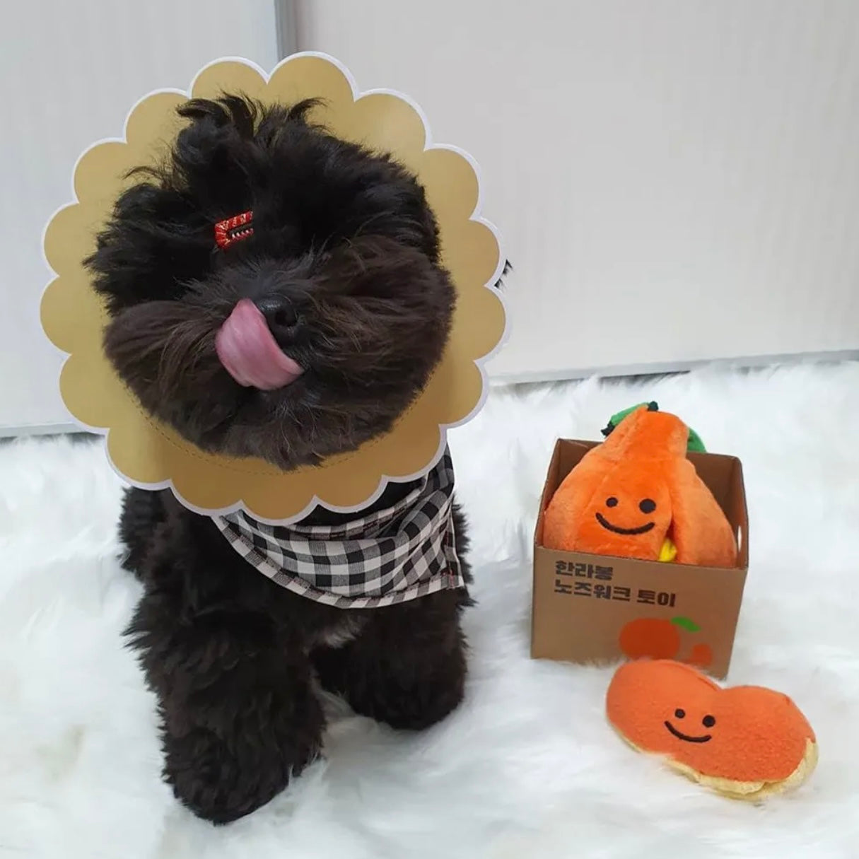 🍊 Juicy Hallabong Nosework Toy