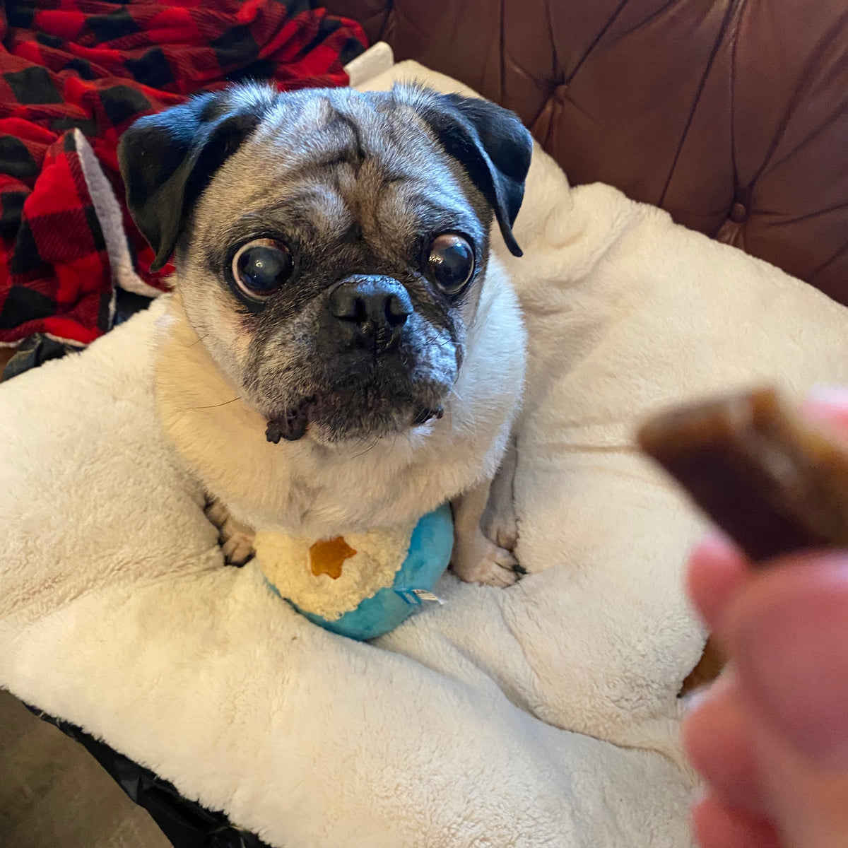 🥔Mashed Puptatoes Squeaky Toy